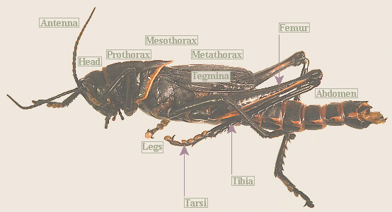 Grasshopper Testis Dissection 5564